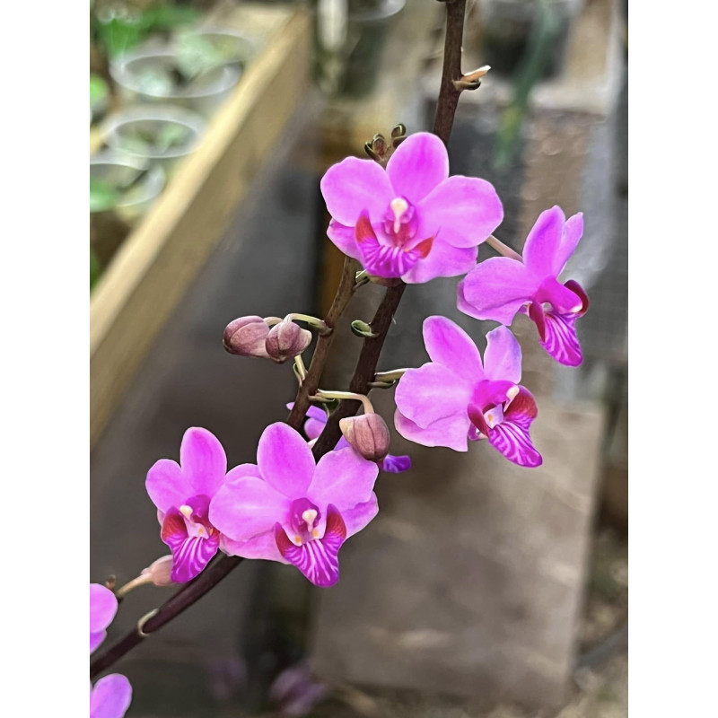 phalaenopsis marmorata dark pink