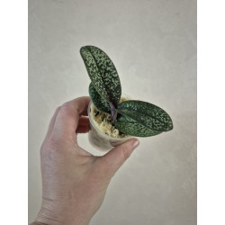 phalaenopsis marmorata dark pink