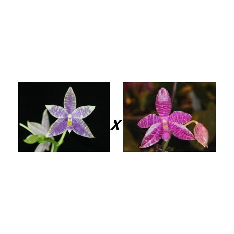 phalaenopsis ks blue ludde x lueddemanniana dark