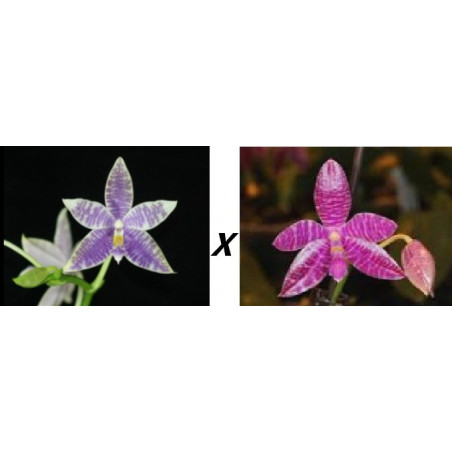 phalaenopsis ks blue ludde x lueddemanniana dark