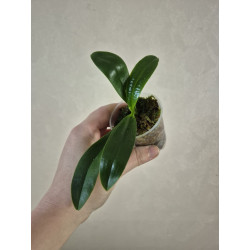 phalaenopsis ks blue ludde x lueddemanniana dark