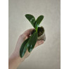 phalaenopsis ks blue ludde x lueddemanniana dark