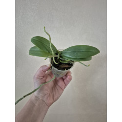 phalaenopsis sumatrana x lobbii