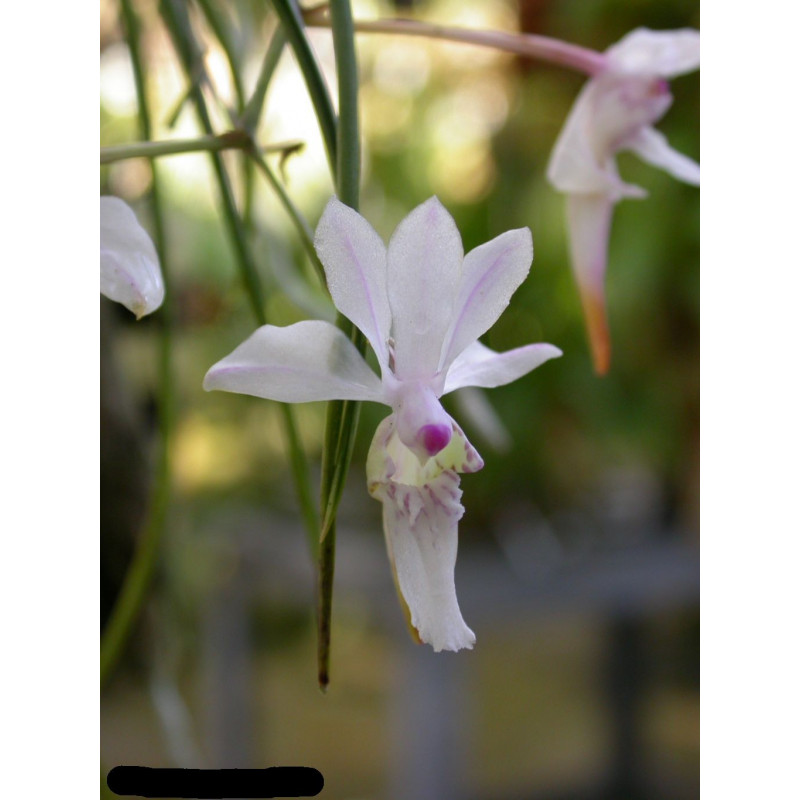 holcoglossum lingulatum