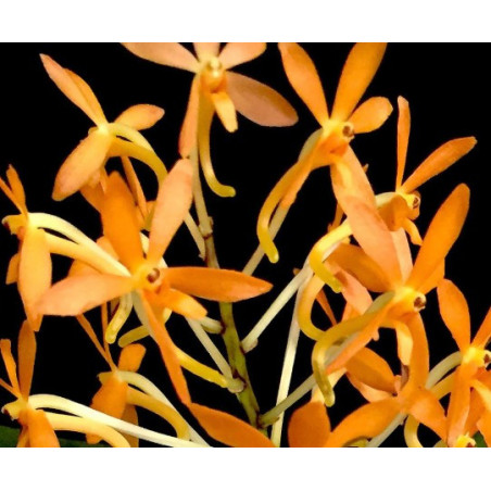 ascocentrum miniatum x vanda falcata - vanda Twinkle