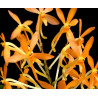 ascocentrum miniatum x vanda falcata - vanda Twinkle