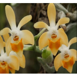 phalaenopsis malipoensis orange