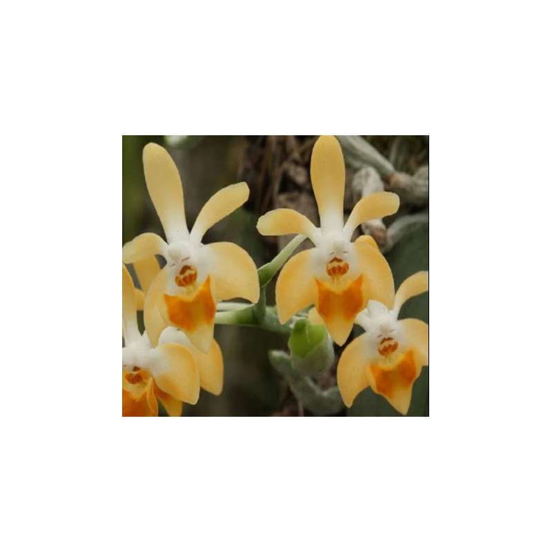 phalaenopsis malipoensis orange