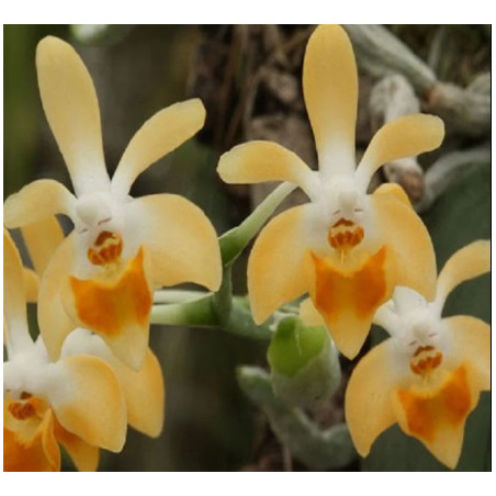 phalaenopsis malipoensis orange