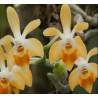 phalaenopsis malipoensis orange