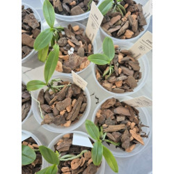 phalaenopsis finleyi (ex minus)