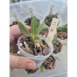 aerangis citrata