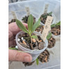 aerangis citrata