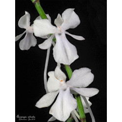 aerangis citrata