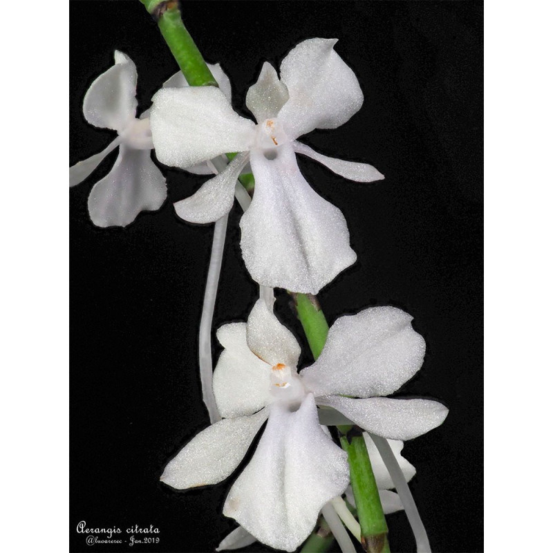 aerangis citrata