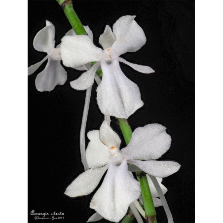 aerangis citrata
