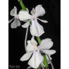 aerangis citrata