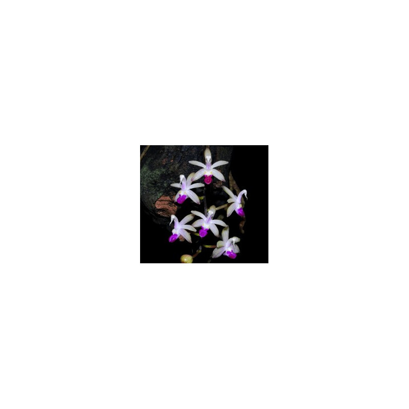 stereochilus pachyphyllus