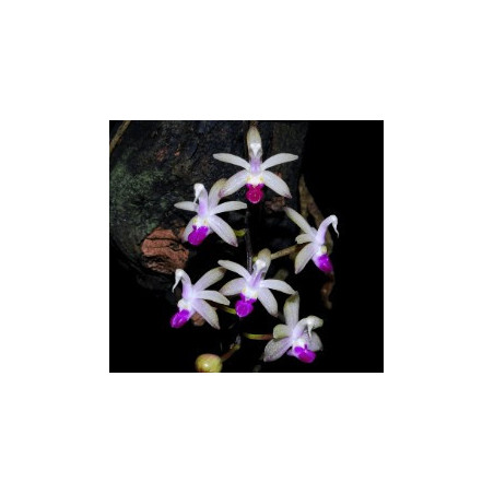 stereochilus pachyphyllus
