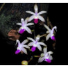 stereochilus pachyphyllus