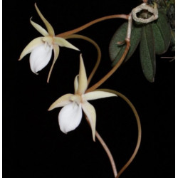 aerangis punctata