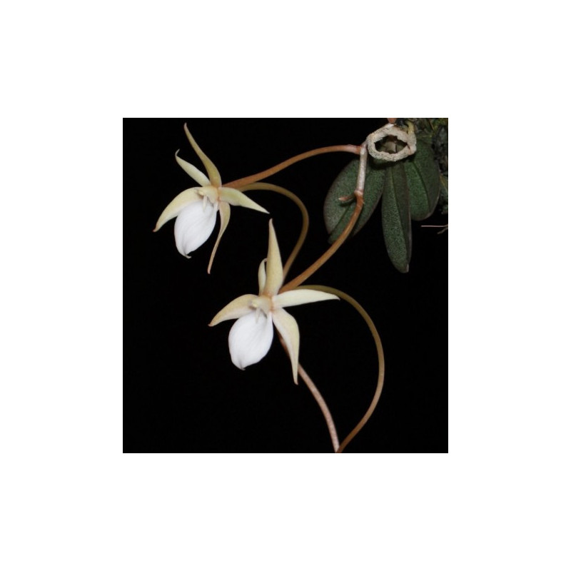 aerangis punctata