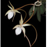 aerangis punctata