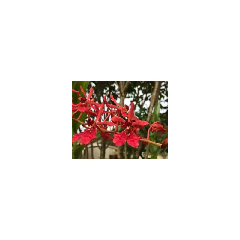 renanthera coccinea