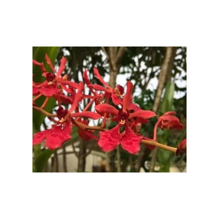 renanthera coccinea