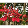 renanthera coccinea