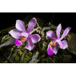 phalaenopsis zhanhuoensis