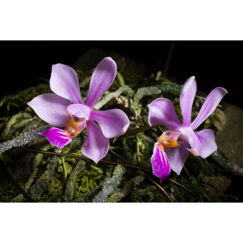 phalaenopsis zhanhuoensis