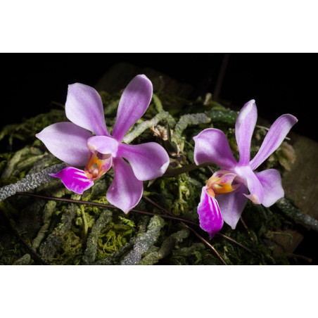 phalaenopsis zhanhuoensis