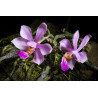 phalaenopsis zhanhuoensis
