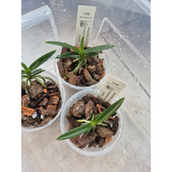 ascocentrum miniatum x vanda falcata - vanda Twinkle