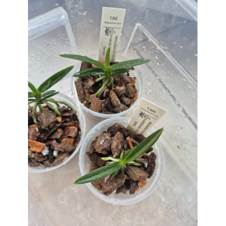 ascocentrum miniatum x vanda falcata - vanda Twinkle