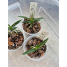 ascocentrum miniatum x vanda falcata - vanda Twinkle