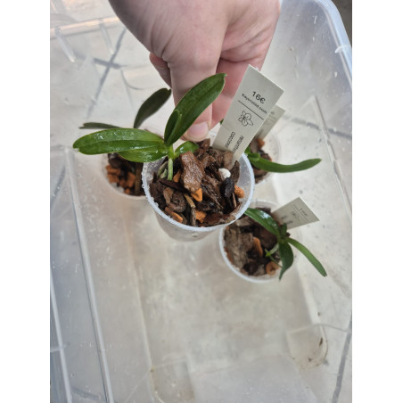 renanthera coccinea
