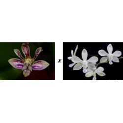 phalaenopsis finleyi x wilsonii