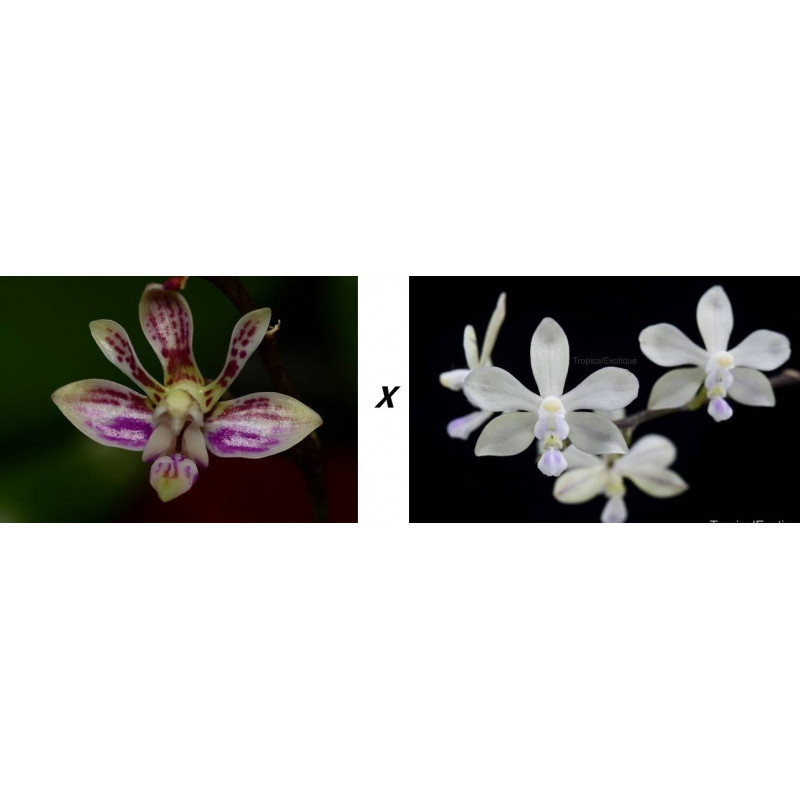 phalaenopsis finleyi x wilsonii