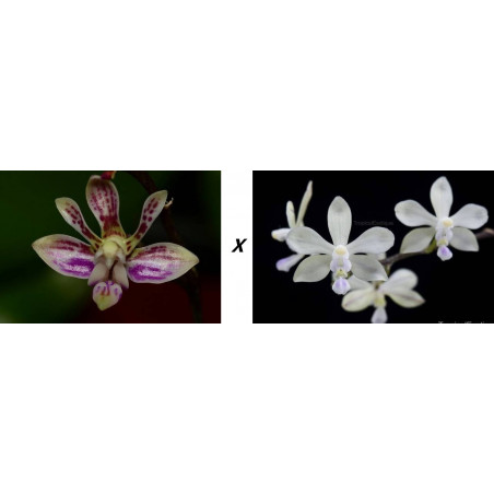 phalaenopsis finleyi x wilsonii