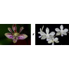 phalaenopsis finleyi x wilsonii