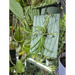 holcoglossum lingulatum