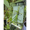 holcoglossum lingulatum