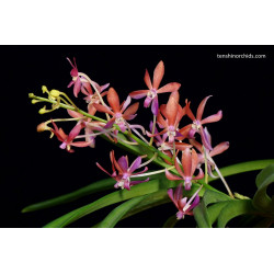 IMPORT - Vanda Peaches - Vanda falcata × Vanda curvifolia