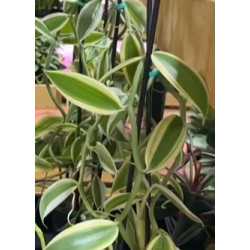 IMPORT - vanilla somae albomarginata