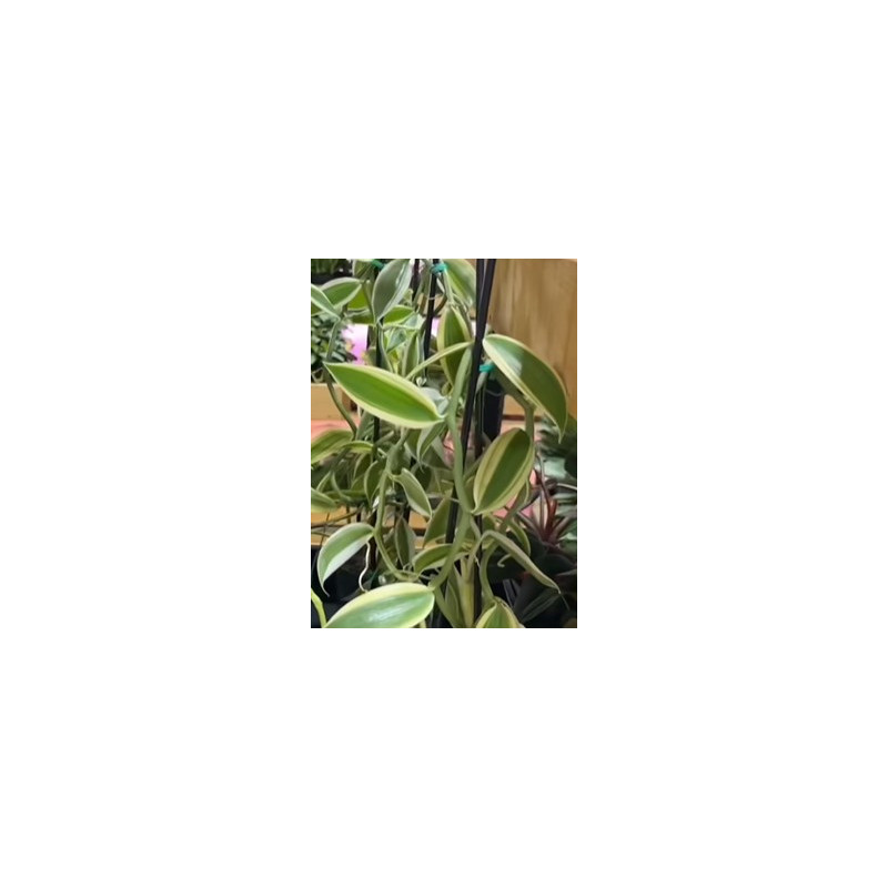 IMPORT - vanilla somae albomarginata