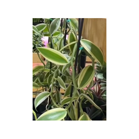 IMPORT - vanilla somae albomarginata