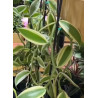 IMPORT - vanilla somae albomarginata