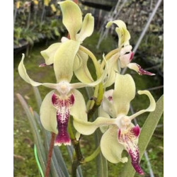 IMPORT - Paravanda cinnamon crisp - Papilionanda Tan Chay Yan × Vanda tessellata